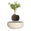 Magnetic Levitation Air Floating Bonsai Plant pot - Wolrdiscounts