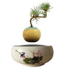 Magnetic Levitation Air Floating Bonsai Plant pot - Wolrdiscounts